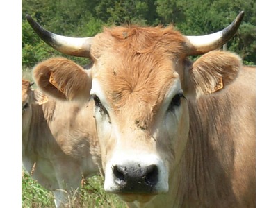La Vache Nantaise